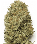 Blue Dream Auto seeds