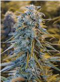 Blue Dream seeds