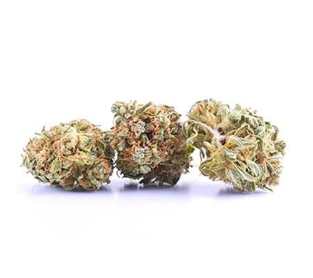 Blueberry Kush Marijuana Strain