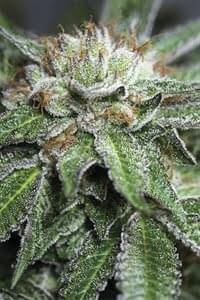 Bubba Kush feminized seeds