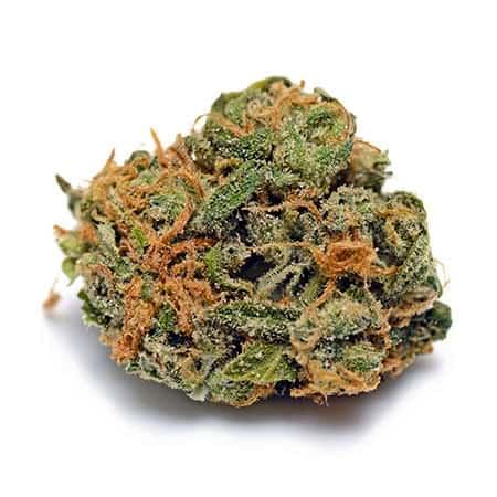 Chocolate Thai cannabis strain