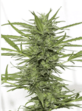 Dr. Greenthumb's Dedoverde Haze Auto