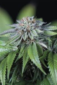 Ewe-2 feminized seeds