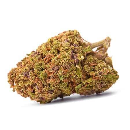 Harmonia Strain