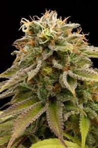 Lemon Thai Kush seeds