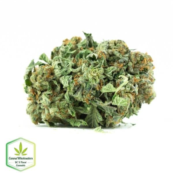 SKUNK 47(AAAA)